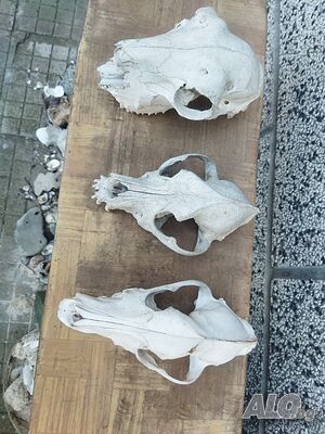 image_3