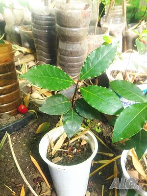 image_4