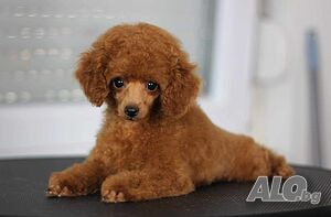 Продават се кученца Toy Poodle