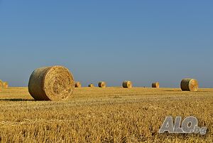 Продава 36 декара в с. Генерал Колево, Община Вълчи дол, Обл. Варна!!!