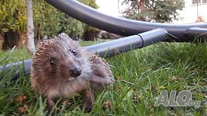 image_55