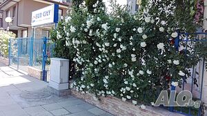 image_15