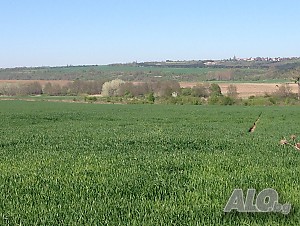 image_4