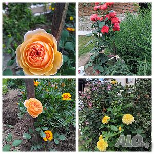 image_14