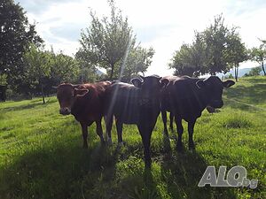 Еко Чифлик Пееви в Априлци