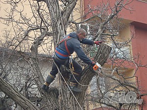 Рязане на опасни дървета